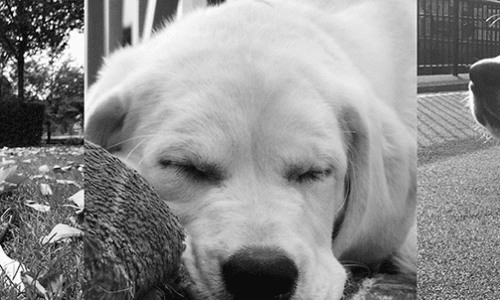 ITV This Morning Puppy Digby – Q&A With His Trainer