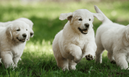 Dogs for Good – Ultima’s Charity Partnership