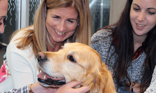 Dogtober Is Here. Ultima Welcomes Dogs For Good To Reading HQ!
