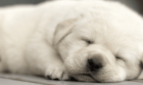 Dogs for Good Sponsored Puppy Update